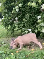 Blue , a male French Bulldog for sale in Emporium, PA – 6 of 9