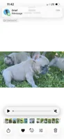 Ruby, a female French Bulldog for sale in Emporium, PA – 5 of 6