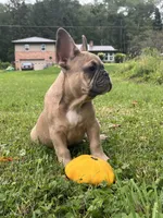 Blue , a male French Bulldog for sale in Emporium, PA – 4 of 9