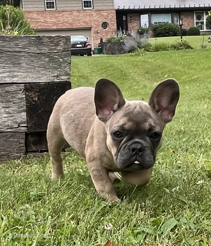 Hershey  – French Bulldog puppy for sale in Emporium, PA