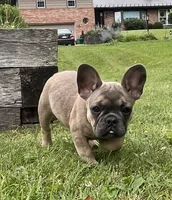 Hershey , a female French Bulldog for sale in Emporium, PA – 1 of 5