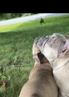 Paisley, a female French Bulldog for sale in Emporium, PA – 5 of 10