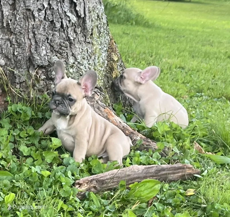 Blue – French Bulldog puppy for sale in Emporium, PA