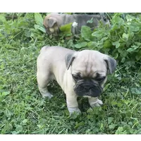 Bella , a female French Bulldog for sale in Emporium, PA – 3 of 3