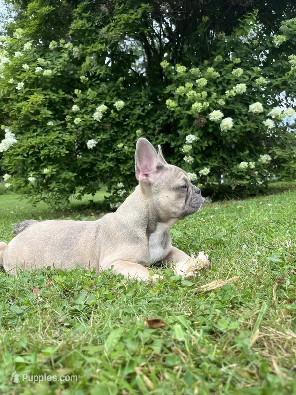 Paisley – French Bulldog puppy for sale in Emporium, PA