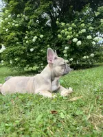 Paisley, a female French Bulldog for sale in Emporium, PA – 2 of 10