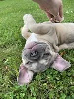 Paisley, a female French Bulldog for sale in Emporium, PA – 7 of 10