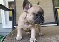 Ruby, a female French Bulldog for sale in Emporium, PA – 2 of 6