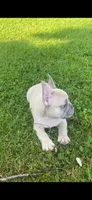 Reduced!!!, a male French Bulldog for sale in Emporium, PA – 3 of 6