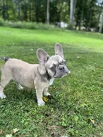 Paisley, a female French Bulldog for sale in Emporium, PA – 10 of 10