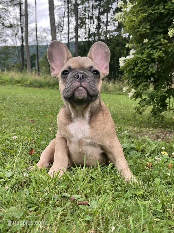 Blue  – French Bulldog puppy for sale in Emporium, PA
