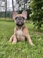 Blue , a male French Bulldog for sale in Emporium, PA – 1 of 9
