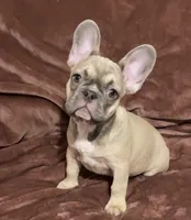 Paisley, a female French Bulldog for sale in Emporium, PA – 3 of 5