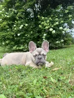 Paisley, a female French Bulldog for sale in Emporium, PA – 3 of 10