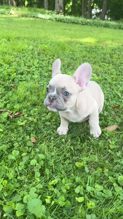 Reduced!!!, a male French Bulldog for sale in Emporium, PA – 2 of 6