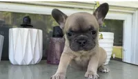 Ruby, a female French Bulldog for sale in Emporium, PA – 4 of 6
