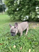 Hershey , a female French Bulldog for sale in Emporium, PA – 3 of 5