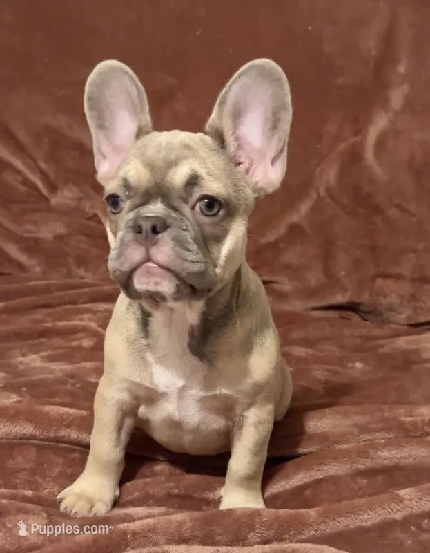 Paisley – French Bulldog puppy for sale in Emporium, PA