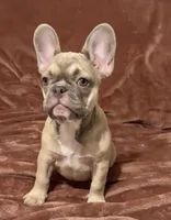 Paisley, a female French Bulldog for sale in Emporium, PA – 1 of 5