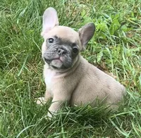 Paisley, a female French Bulldog for sale in Emporium, PA – 4 of 4