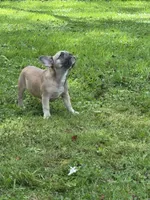 Ruby, a female French Bulldog for sale in Emporium, PA – 2 of 7