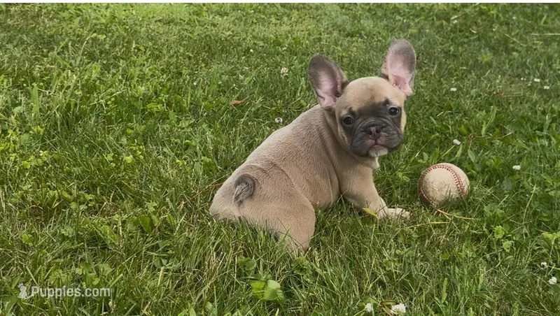 Paisley – French Bulldog puppy for sale in Emporium, PA