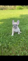 Reduced!!!, a male French Bulldog for sale in Emporium, PA – 5 of 6