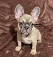 Paisley, a female French Bulldog for sale in Emporium, PA – 2 of 5