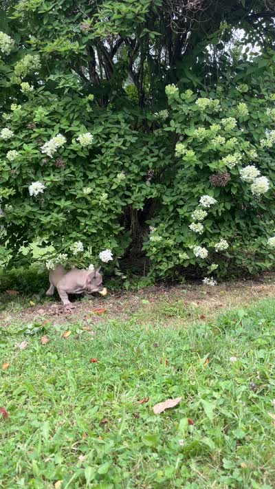 Hershey , a female French Bulldog for sale in Emporium, PA – 5 of 5