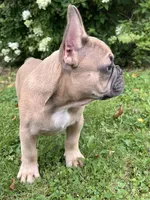Blue , a male French Bulldog for sale in Emporium, PA – 5 of 9