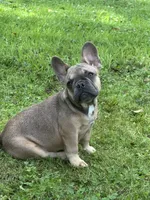 Hershey , a female French Bulldog for sale in Emporium, PA – 2 of 5