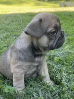 Sadie, a female French Bulldog for sale in Emporium, PA – 1 of 5