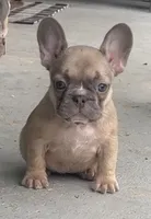 Paisley, a female French Bulldog for sale in Emporium, PA – 2 of 4