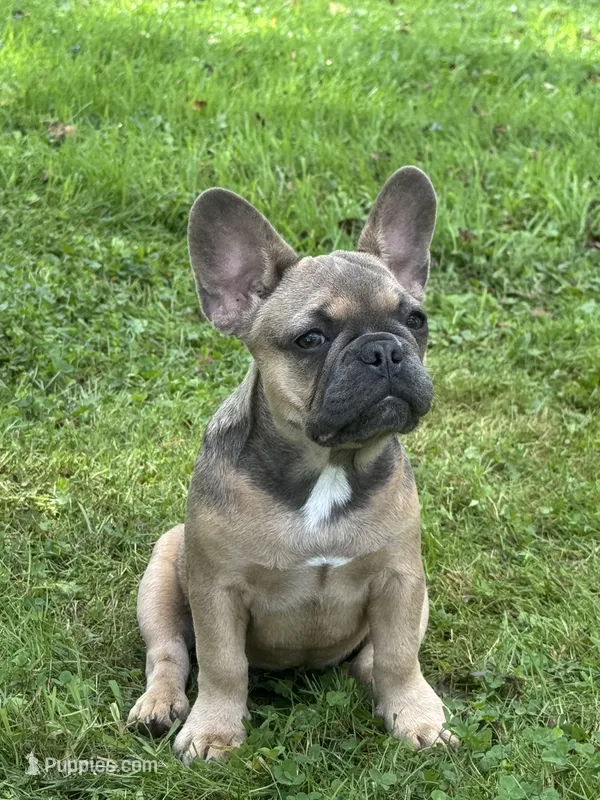 Hershey  – French Bulldog puppy for sale in Emporium, PA