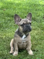 Hershey , a female French Bulldog for sale in Emporium, PA – 1 of 5