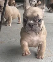 Paisley, a female French Bulldog for sale in Emporium, PA – 3 of 4