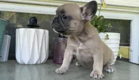 Ruby, a female French Bulldog for sale in Emporium, PA – 3 of 6