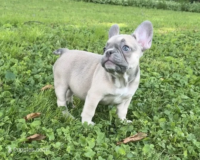 Paisley – French Bulldog puppy for sale in Emporium, PA