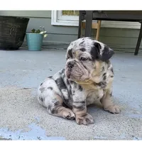 Rush, a male French Bulldog for sale in Emporium, PA – 2 of 5