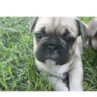 Bella , a female French Bulldog for sale in Emporium, PA – 2 of 3