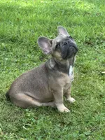 Hershey , a female French Bulldog for sale in Emporium, PA – 4 of 5