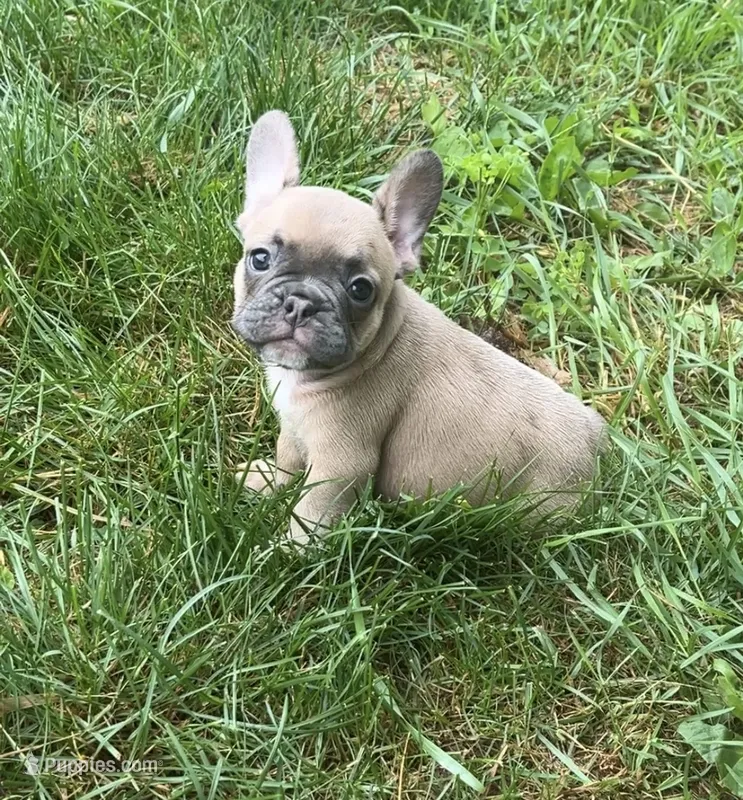 Paisley – French Bulldog puppy for sale in Emporium, PA
