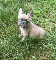 Paisley, a female French Bulldog for sale in Emporium, PA – 1 of 4
