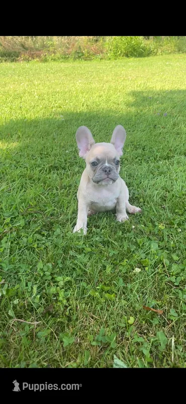 Cream – French Bulldog puppy for sale in Emporium, PA