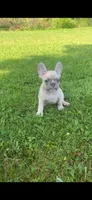 Reduced!!!, a male French Bulldog for sale in Emporium, PA – 1 of 6