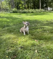 Paisley, a female French Bulldog for sale in Emporium, PA – 9 of 10