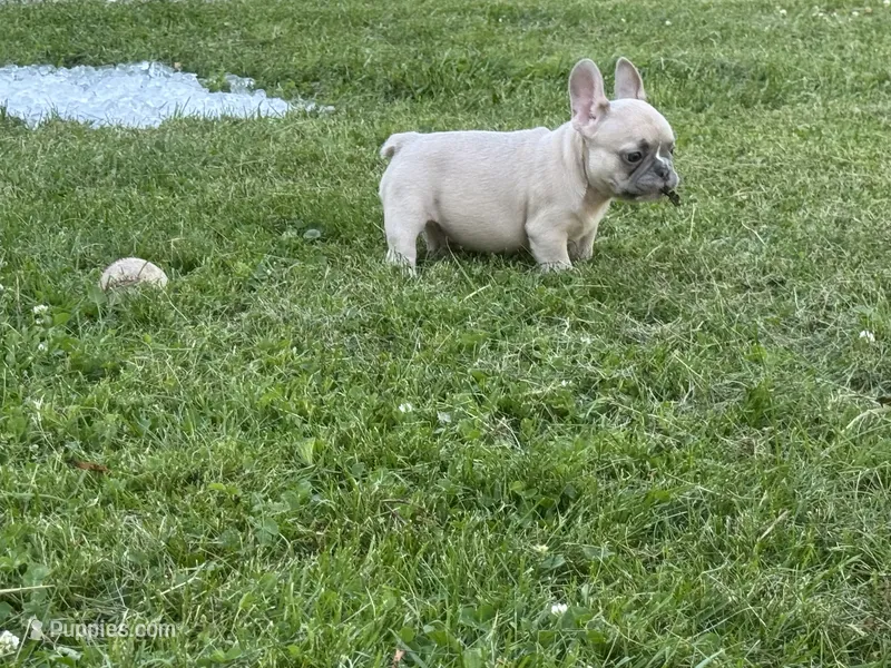 Cream – French Bulldog puppy for sale in Emporium, PA