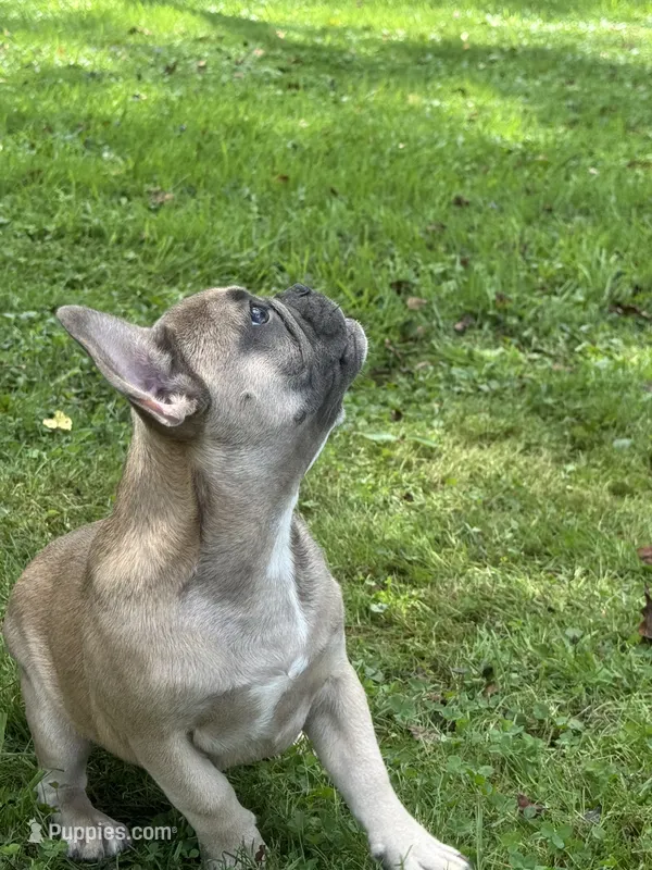 Ruby – French Bulldog puppy for sale in Emporium, PA