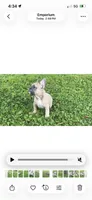 Reduced!!!, a male French Bulldog for sale in Emporium, PA – 2 of 3