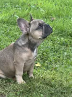 Hershey , a female French Bulldog for sale in Emporium, PA – 5 of 5